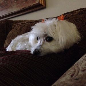 Meet your Posher, Ricardo